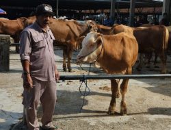 Jelang Hari Raya Idul Adha 1445 H, Diskanak Sumedang Siapkan Tim Kesehatan Hewan