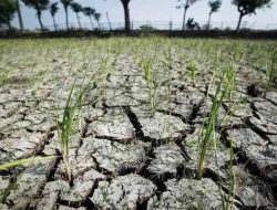 Jawa Timur, NTB dan NTT Diprediksi Alami Kekeringan Sepanjang Mei