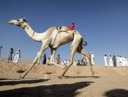 Calon Jemaah Haji Asal NTB Diminta Waspadai Hewan Unta