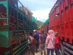 Pengiriman Sapi Bima ke Jakarta Terkendala Angkutan dan sarana pengangkut